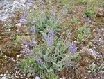 Salvia pratensis, Sauge des prés 1.JPG