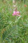 Sainfoin, Onobrychis viciifolia  1.JPG