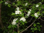 Aubépine, Crataegus monogyna.JPG