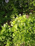 IMG_20180501_093309.jpg