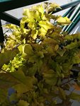 IMG_20180506_090210_resized_20180506_092228102.jpg