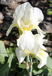 Iris blanc 554.jpg