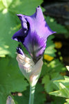 Iris-0557.JPG