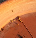 20180504_boules jaunes dans la terre.jpg