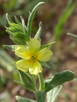 Jaune fleur 2.JPG