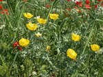 Pavots cornus et Coquelicots.JPG