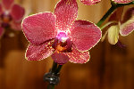 phal4 for.jpg