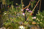 expo orchi5 for.jpg