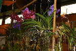 expo orchi7 for.jpg