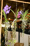 expo orchi1 for.jpg