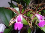 encore un cattleya, quand je l'ai vu celui-là j'ai sauté dessus lol.
