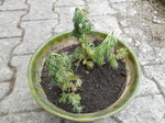 DSCN3135.resized.JPG