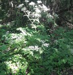 cerfeuil des bois - 1.jpg
