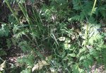 cerfeuil des bois - 3.jpg