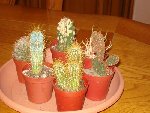 minis  cactus 002.jpg