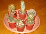 minis cactus 001.jpg