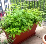 Pot de framboisiers.jpg