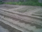 haricots   butes carottes