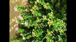 Screenshot_20180511-003842.jpg