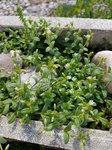 Cerastium fontanum - 30 C.jpg