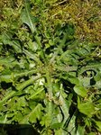 Hypochaeris radicata 1 - 28 C.jpg