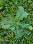 Hypochaeris radicata 2 - 28 C.jpg