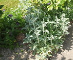 DSCF3077a.JPG