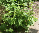 DSCF3078a.JPG