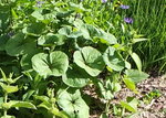 DSCF3078b.JPG