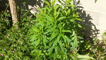 DSCF3082a.JPG