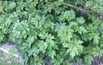 DSCF3087a.JPG