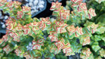 Crassula rupestris subsp. commutata.jpg