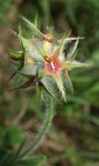Trifolium stellatum.JPG