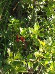 Houx Ilex aquifolium  .JPG