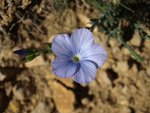 Linum narbonense 1.JPG