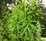 DSCF3082a.JPG