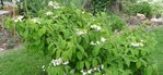 Viburnum sp - 30 C.JPG