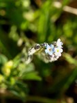 Myosotis stricta.JPG