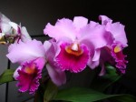 DSC00128.JPG