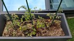 IMG_20180514_094127.jpg