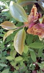 IMG_20180515_134936.jpg