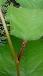 IMG_20180516_122353_300.jpg