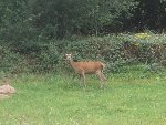 biche 6.JPG