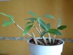 dendro1.jpg