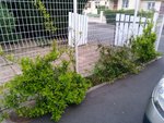 Photo des 3 jasmins étoilés