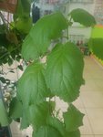 20180518-133149.jpg