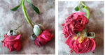 danni rosa Line Renaud 2018.png