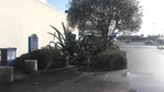 agave2.jpg