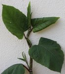 Fallopia1.jpg