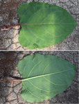 Fallopia3.jpg